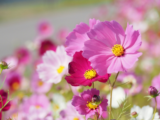 単純だからこそシンプルに | 渋谷ダイエット教室、代々木ダイエット、スリムクラブ Slimclub