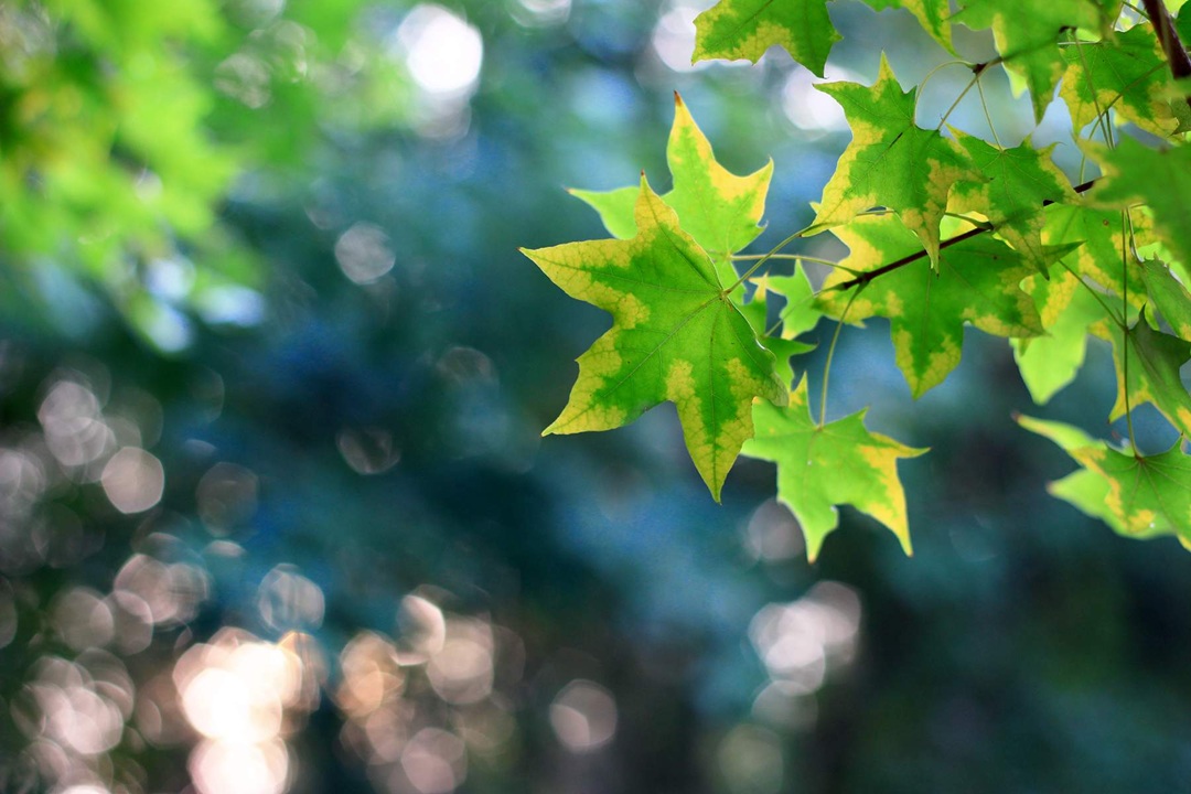 笑顔がつくる、秋のしあわせ習慣 | 渋谷ダイエット教室、代々木ダイエット、スリムクラブ Slimclub