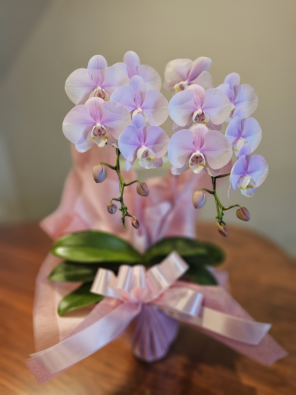 変わっていくクリスマスと、変わらない想い | 渋谷ダイエット教室、代々木ダイエット、スリムクラブ Slimclub