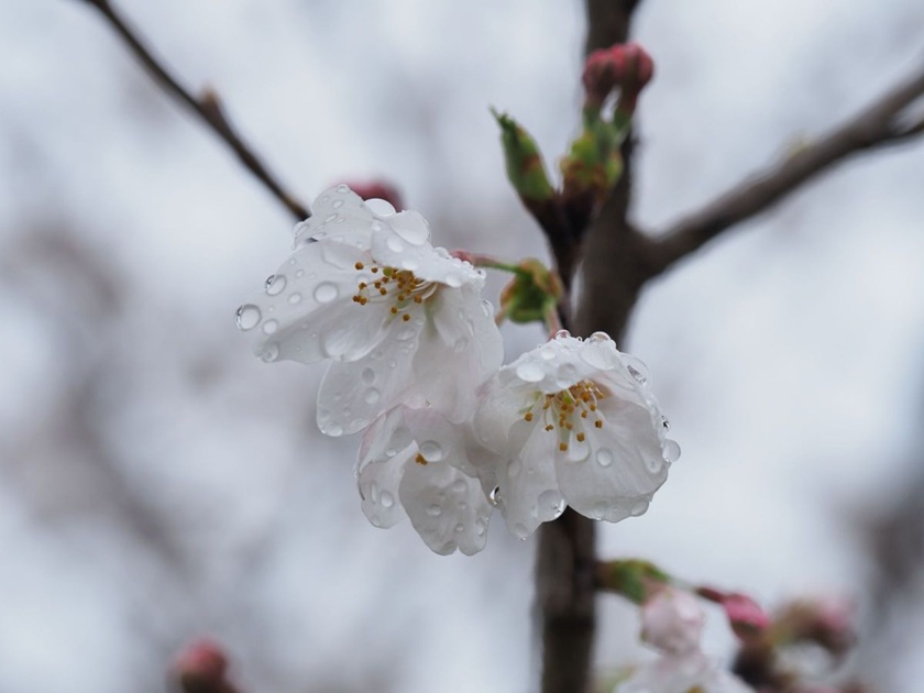 少しだけ、ずれた春 | 渋谷ダイエット教室、代々木ダイエット、スリムクラブ Slimclub